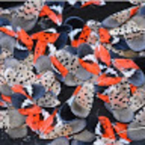 Meet your Posher, Ravenandoak